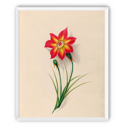 One flower above two buds