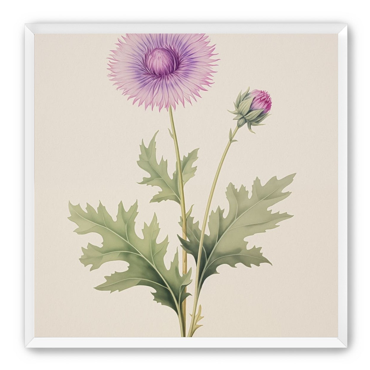 Lavender Radiance