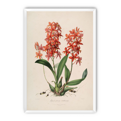 Red orchids on white paper