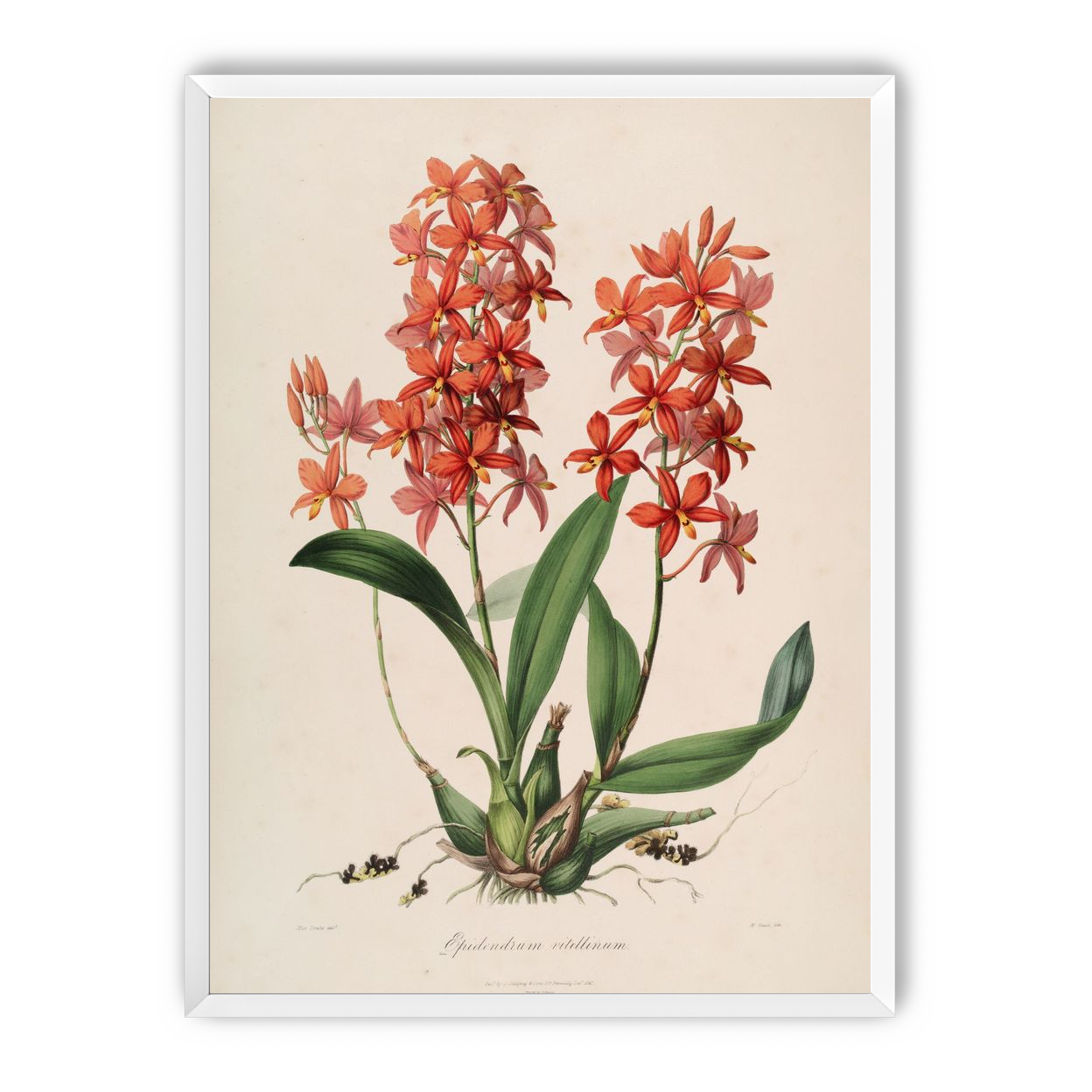 Red orchids on white paper