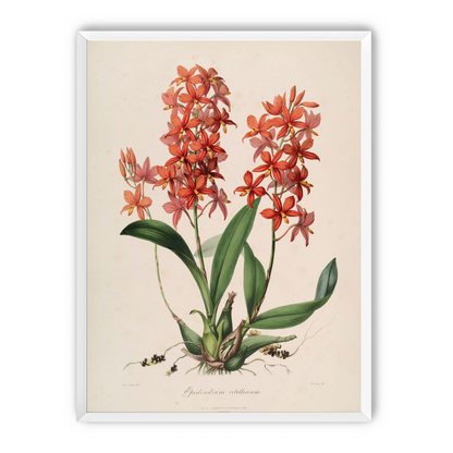 Red orchids on white paper