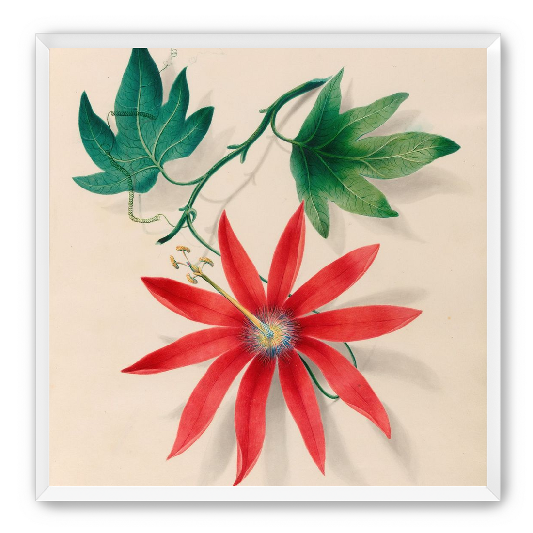 Red bloom on green vine