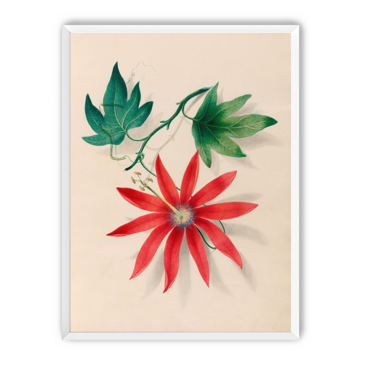 Red bloom on green vine