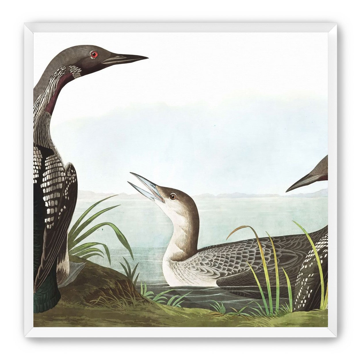 Black Throated Diver
