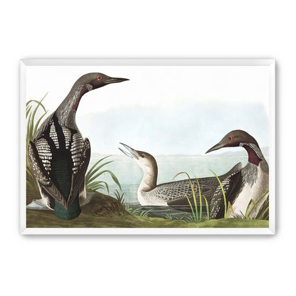 Black Throated Diver