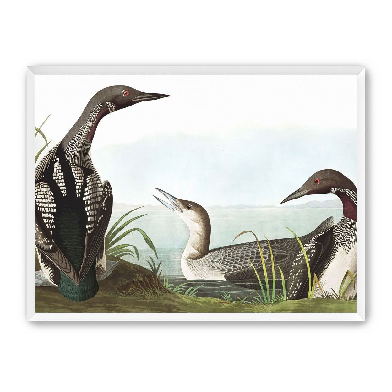 Black Throated Diver