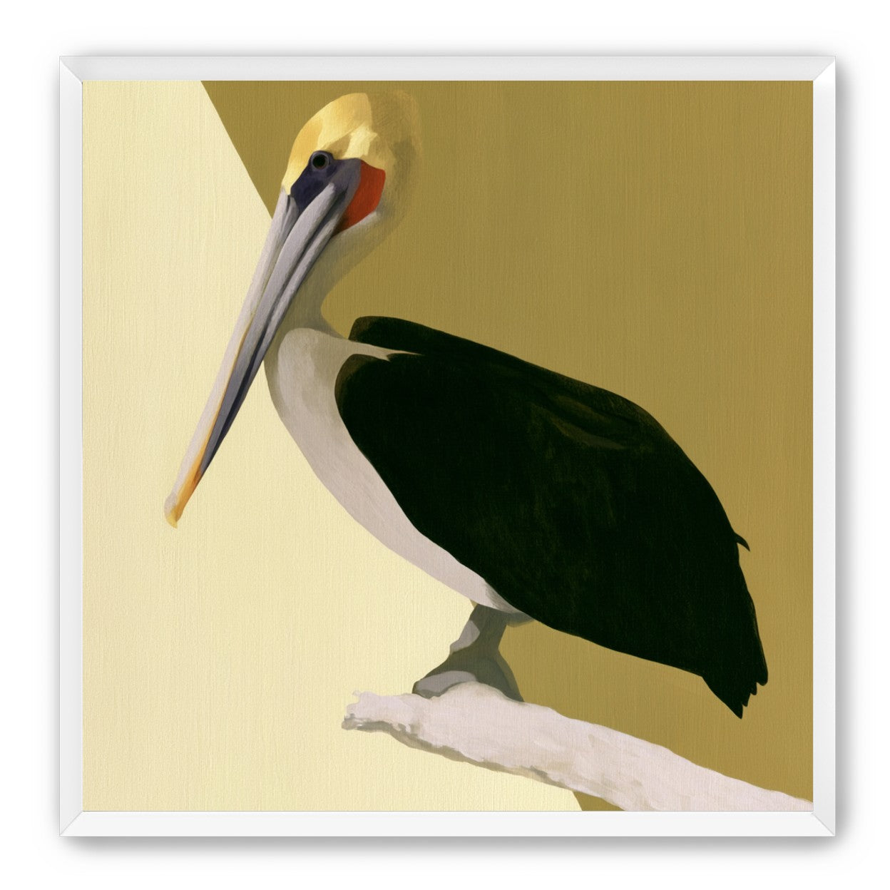Pelican in quiet balance