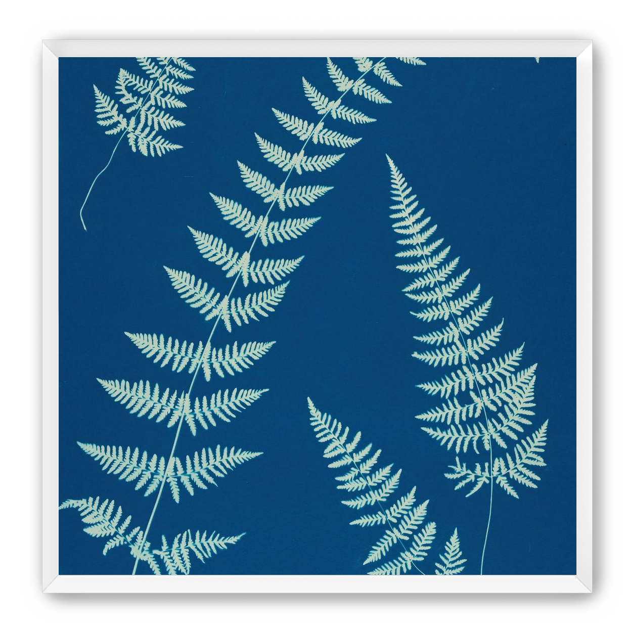 Fern shadows in blue