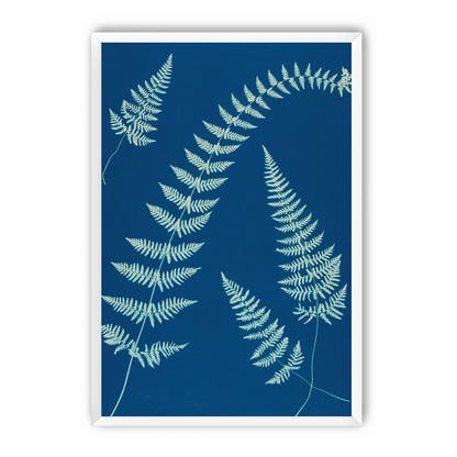 Fern shadows in blue