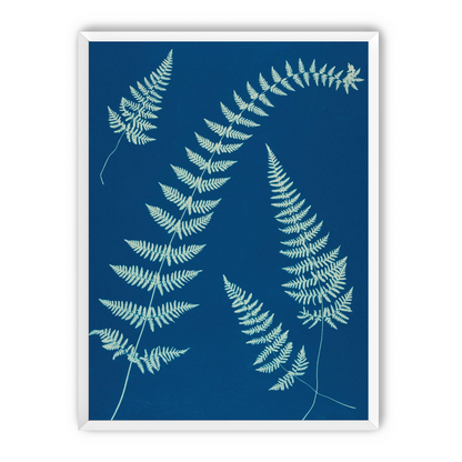 Fern shadows in blue