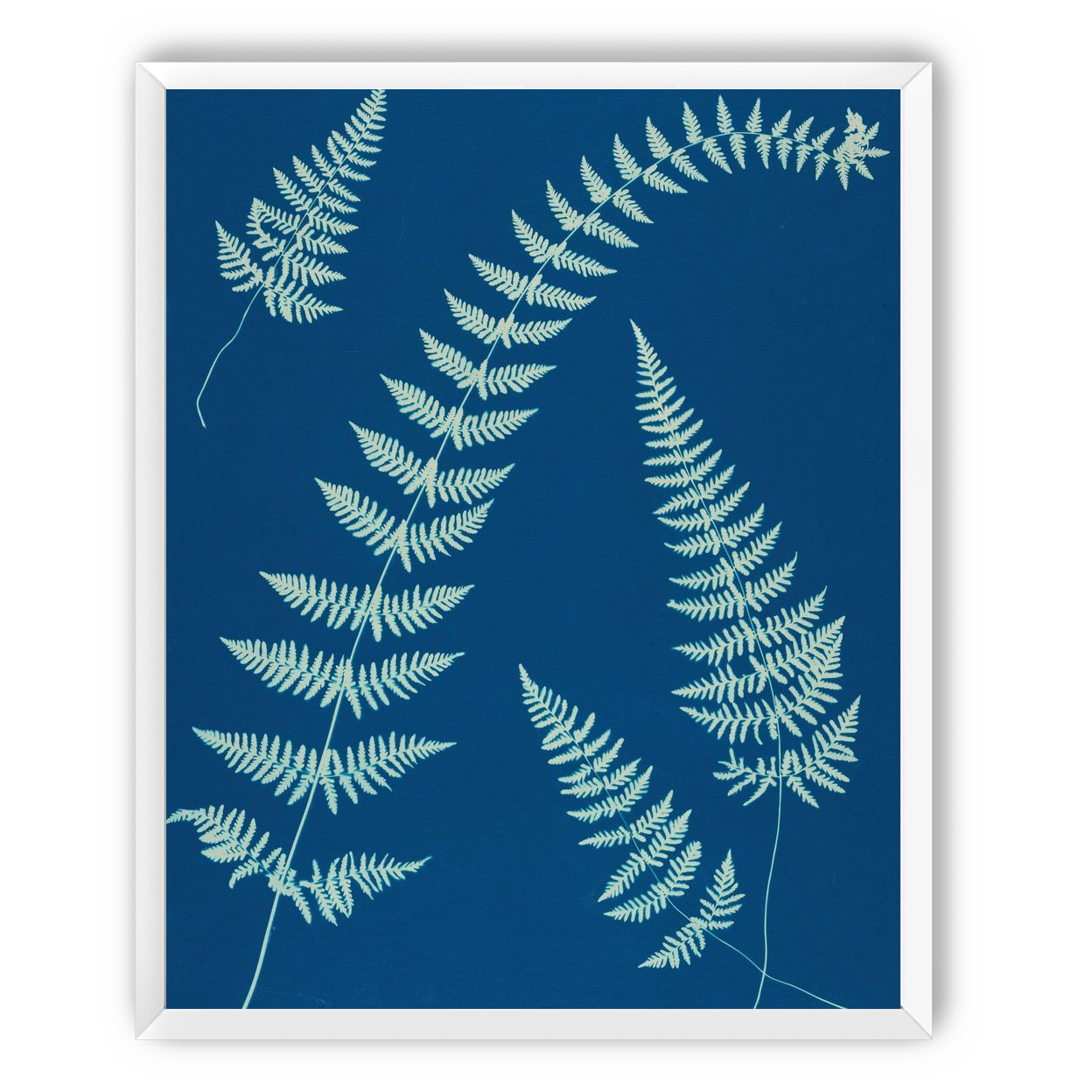 Fern shadows in blue