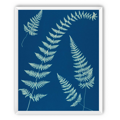 Fern shadows in blue