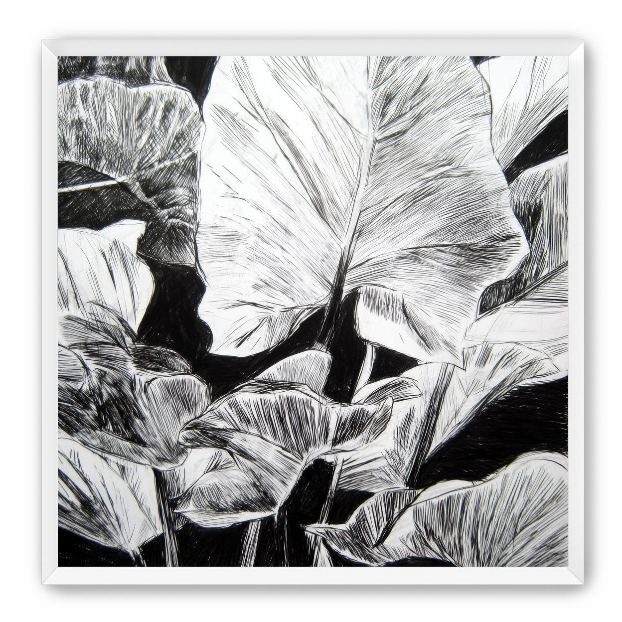 A Cluster of Leaves