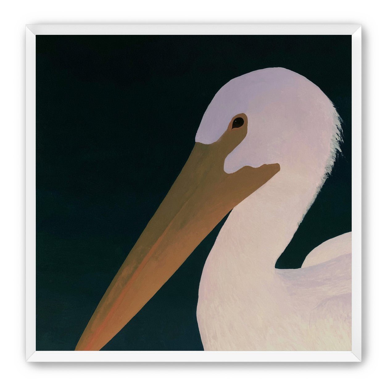 White pelican in stillness