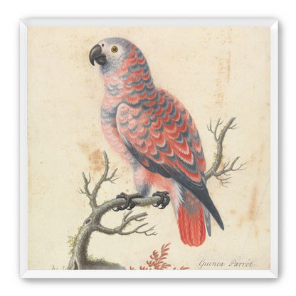 Parrot among bare branches