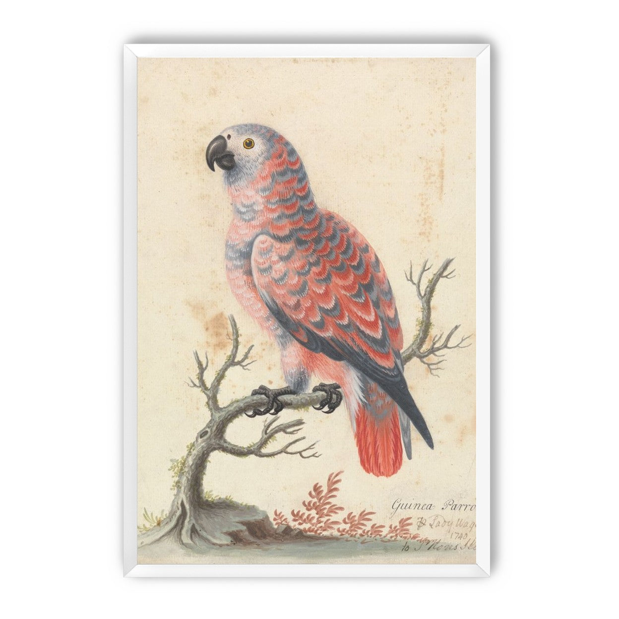 Parrot among bare branches