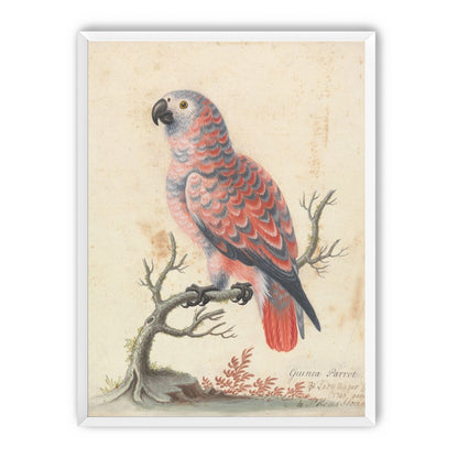 Parrot among bare branches
