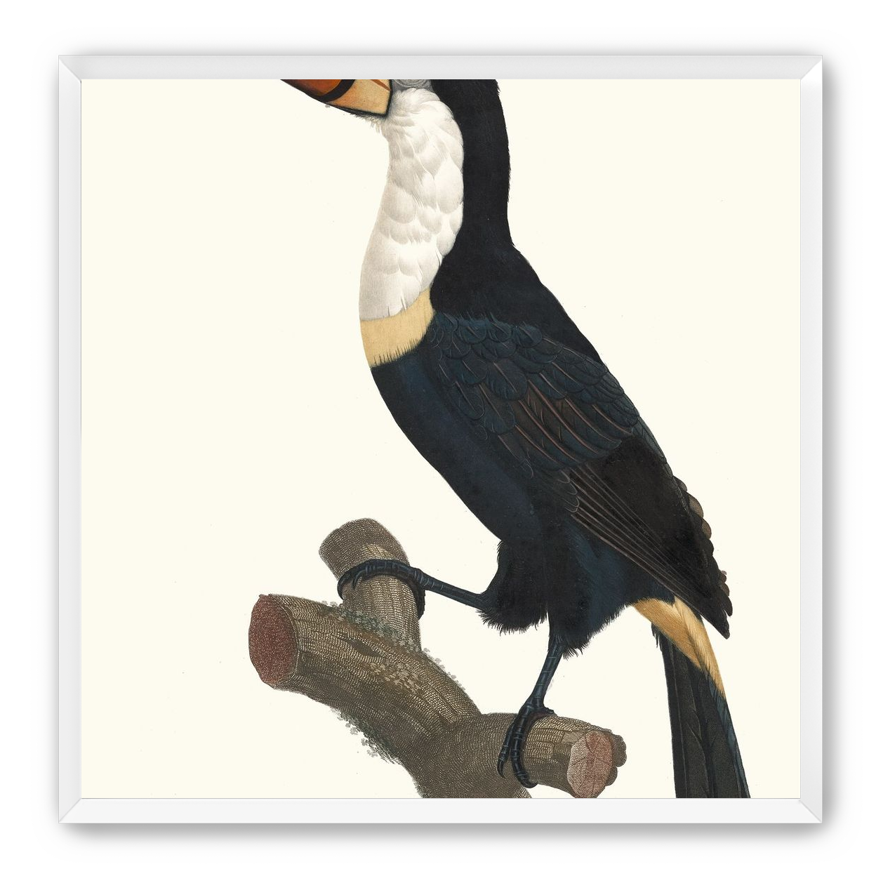 Hornbill on cut branch