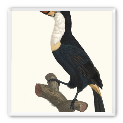 Hornbill on cut branch
