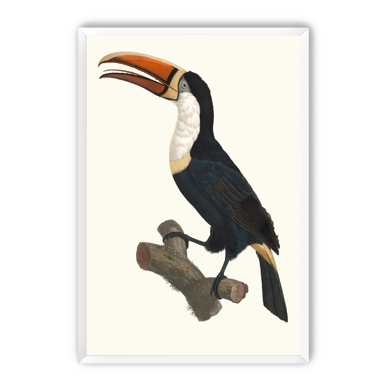 Hornbill on cut branch