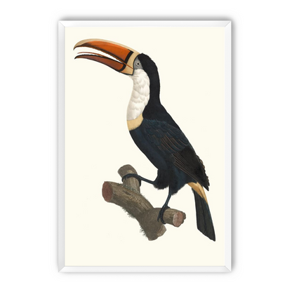 Hornbill on cut branch