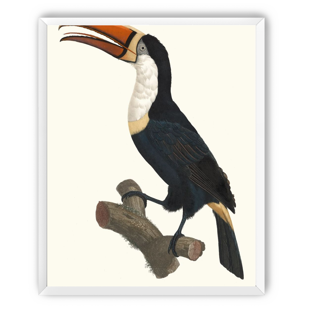 Hornbill on cut branch