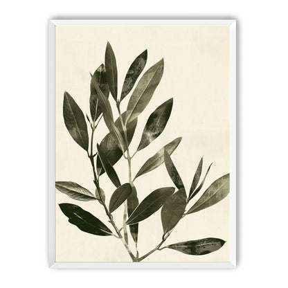 Dark leaves on pale field