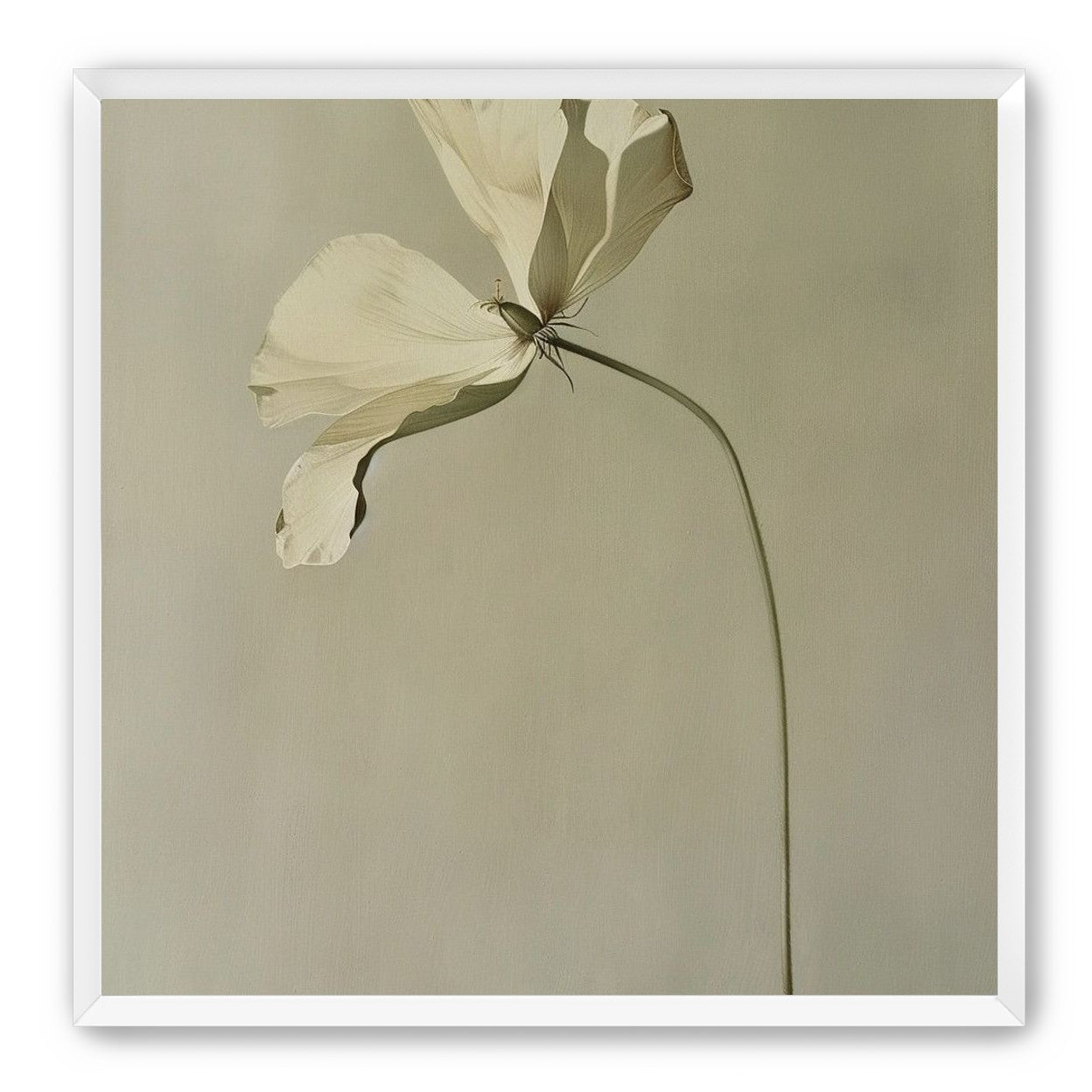 Cream petals in gray green air