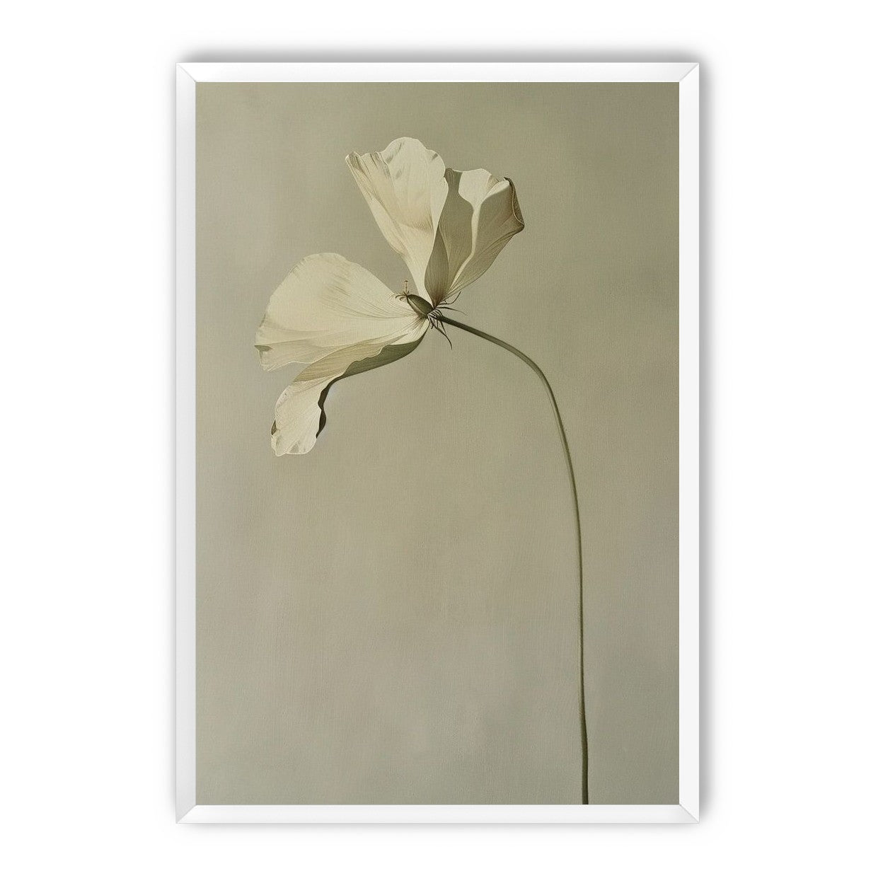 Cream petals in gray green air