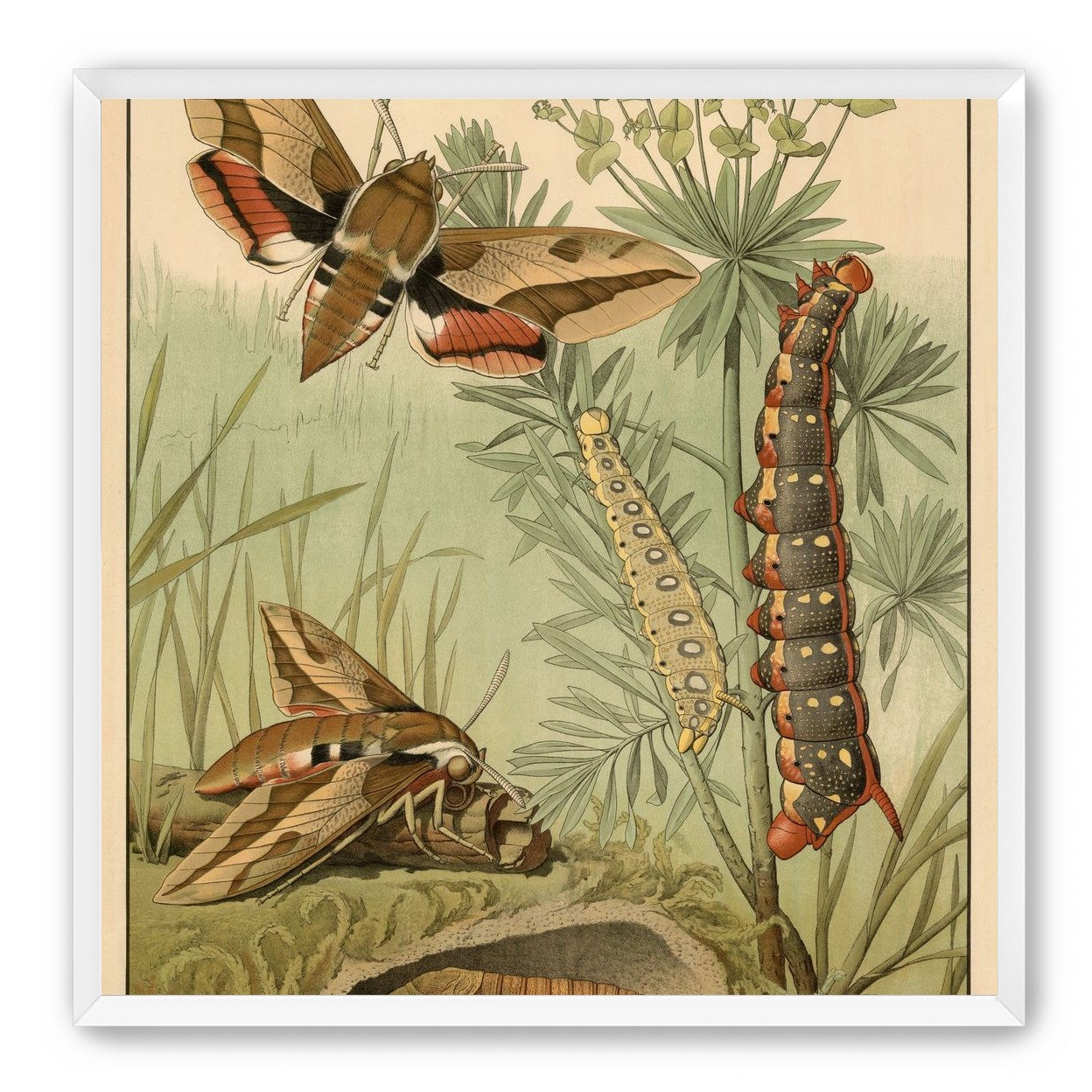 Red bands on moth wings