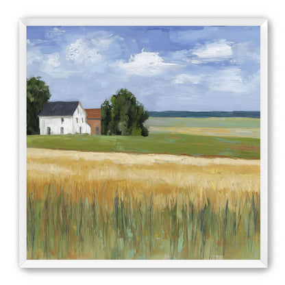 Grain Field Under Sun 