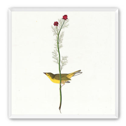 A yellow bird beneath red blooms