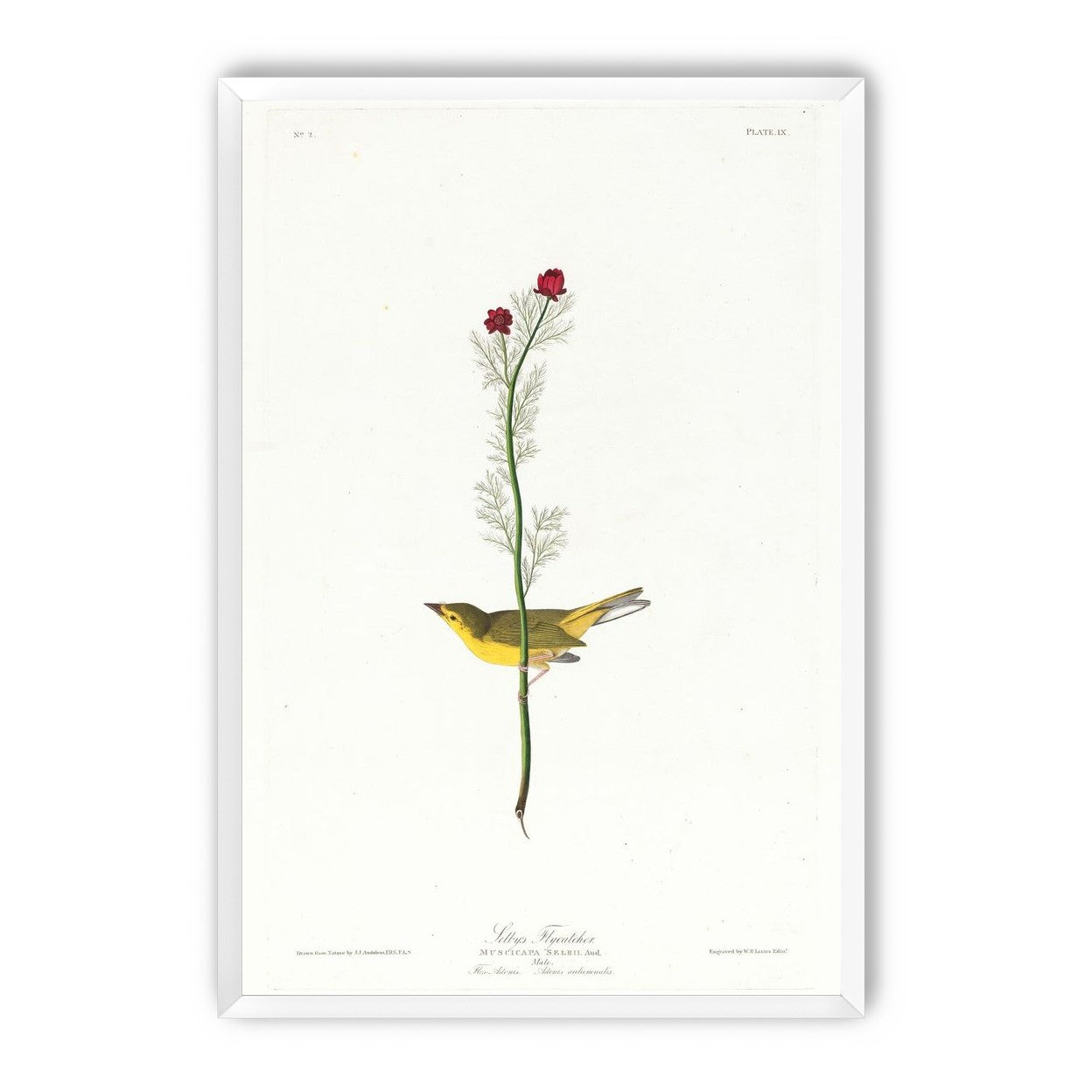 A yellow bird beneath red blooms