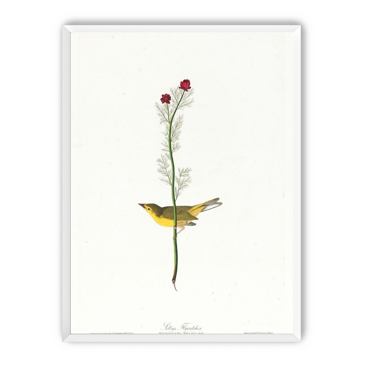 A yellow bird beneath red blooms