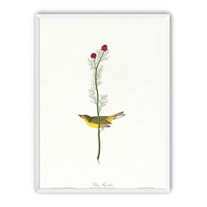 A yellow bird beneath red blooms