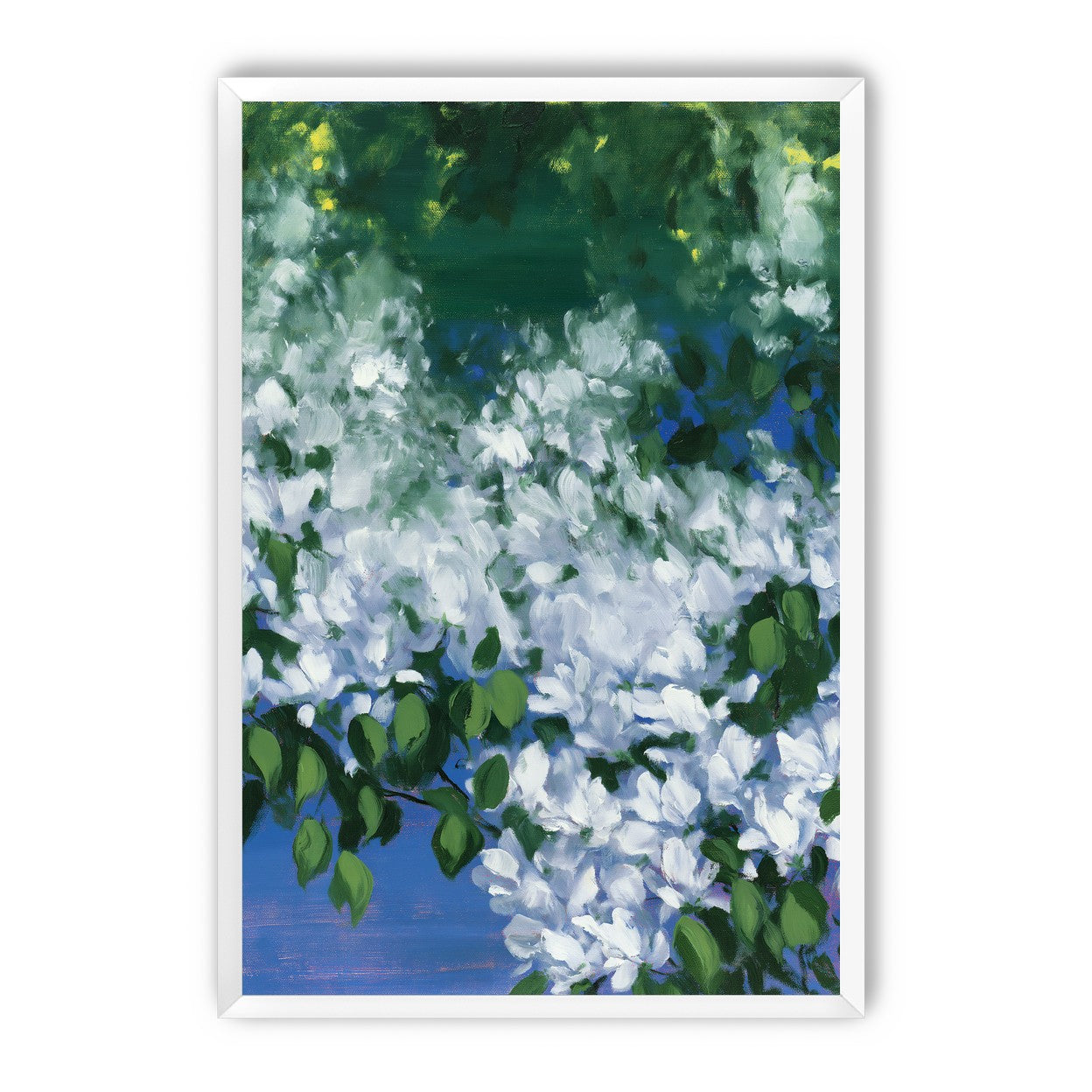White blossoms over blue shade
