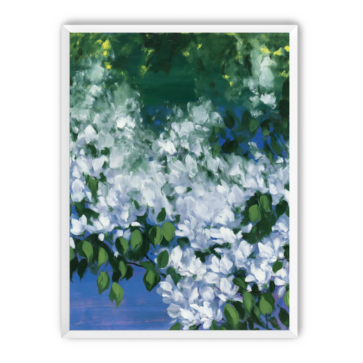 White blossoms over blue shade