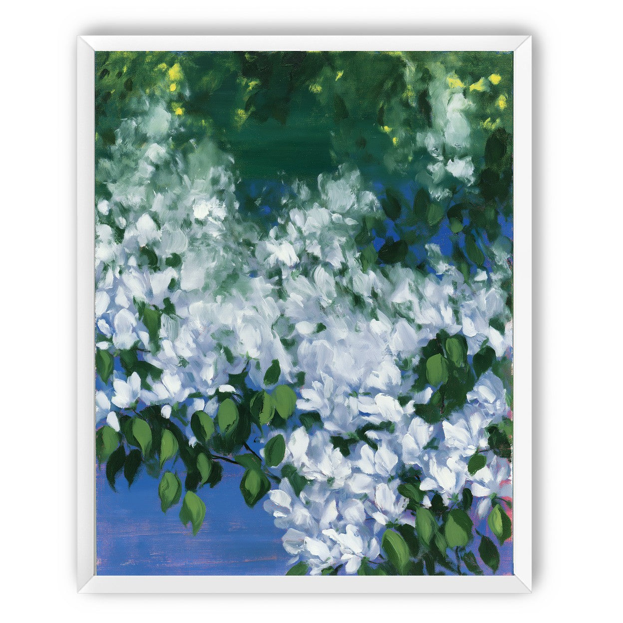 White blossoms over blue shade