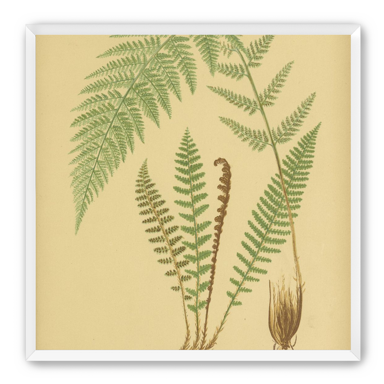 Fern fronds on tan paper