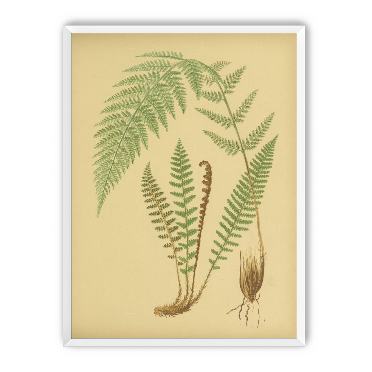 Fern fronds on tan paper