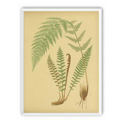 Fern fronds on tan paper