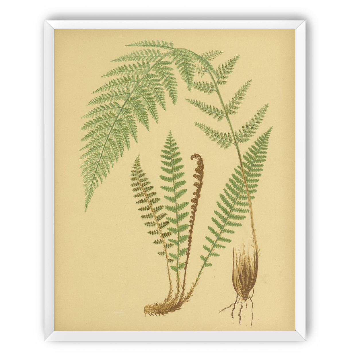 Fern fronds on tan paper