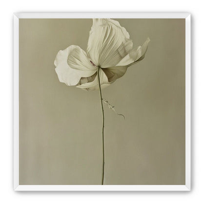 Ivory bloom in gray air