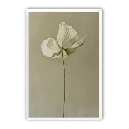 Ivory bloom in gray air