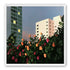 Roses below lit windows