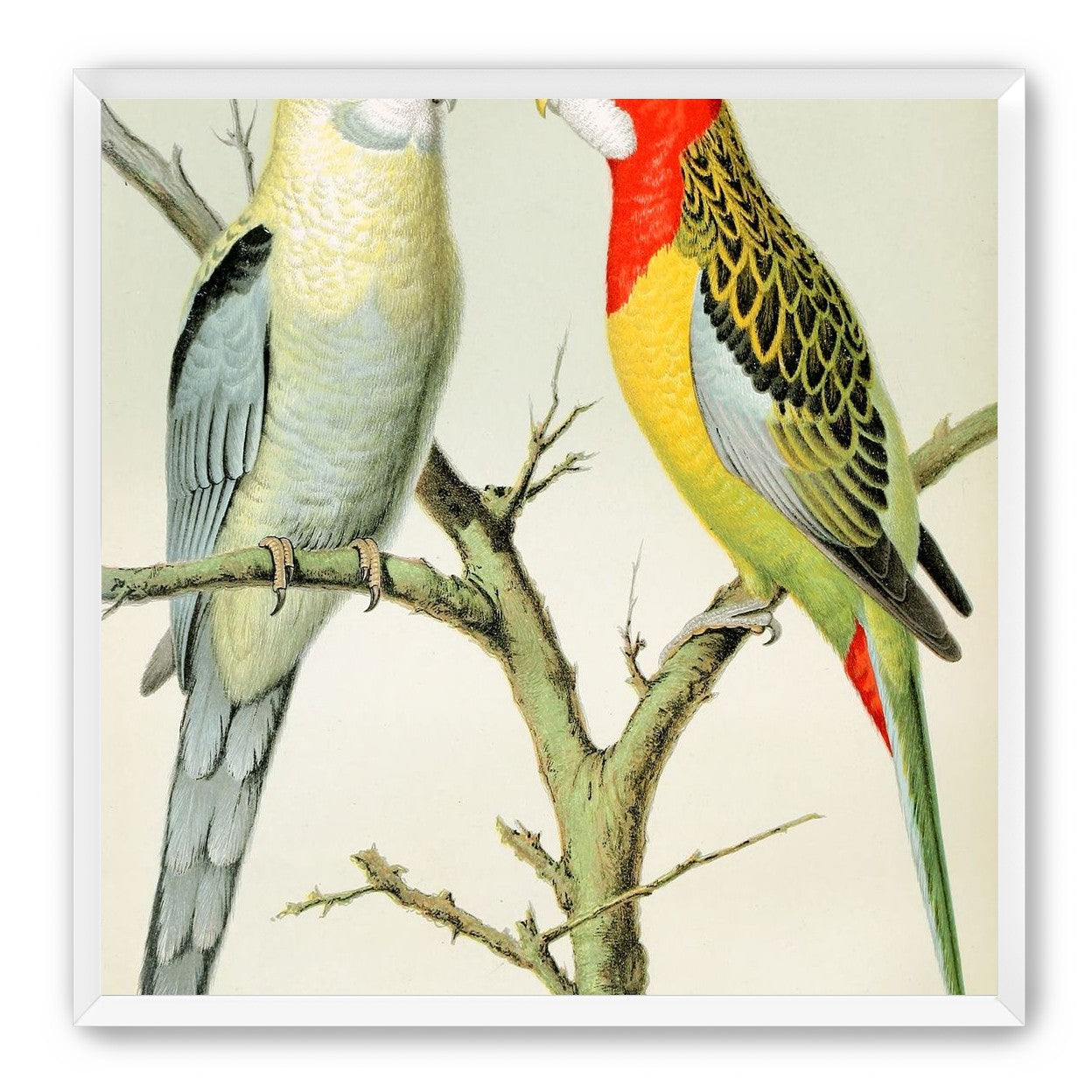 Beaks across the branch