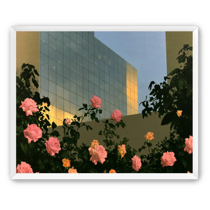 Roses against the glass wall