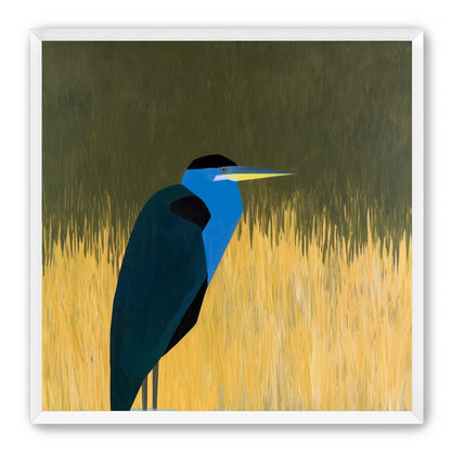 Blue bird in yellow grass