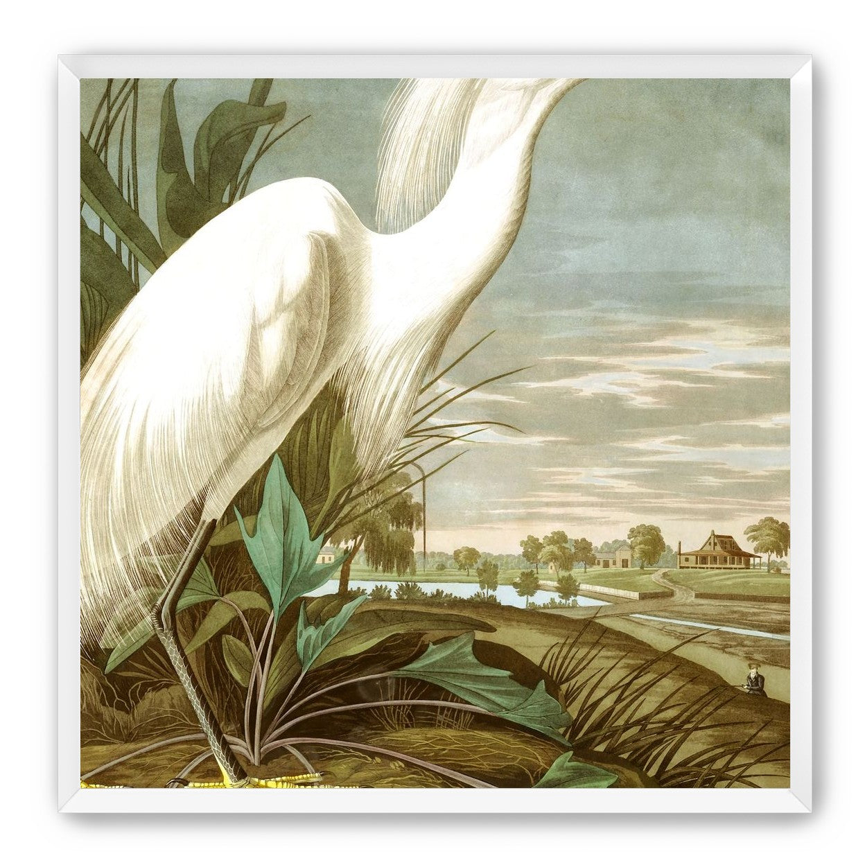 White Egret