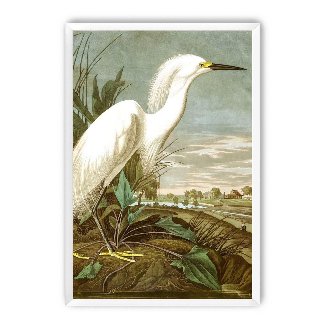 White Egret